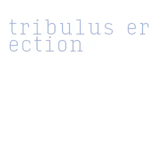 tribulus erection