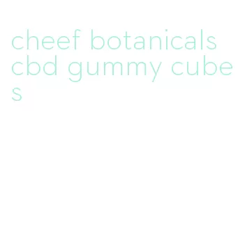 cheef botanicals cbd gummy cubes